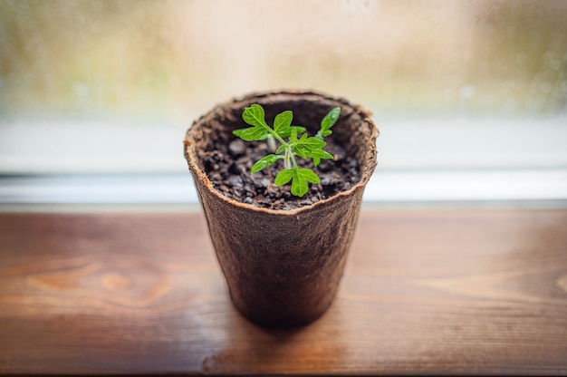 Pepper seedlings in peat pots on the window