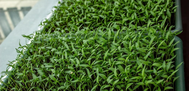 Pepper seedlings in a tray growing seedlings closeup