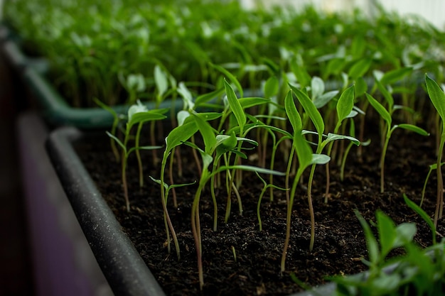 Pepper seedlings in a tray growing seedlings closeup