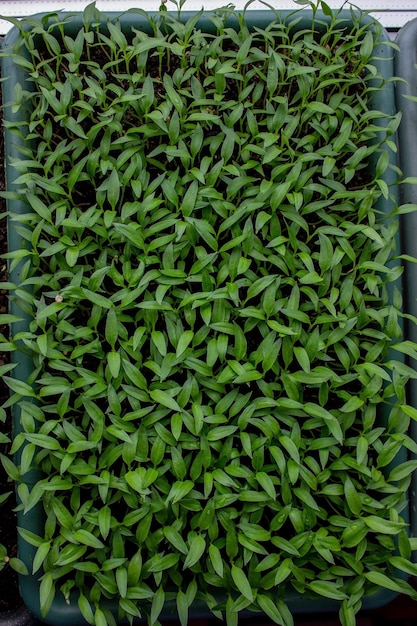 Pepper seedlings in a tray on the windowsill growing seedlings closeup