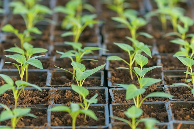 Pepper Seedlings, young foliage of pepper, Spring seedlings. Sprouts pepper.