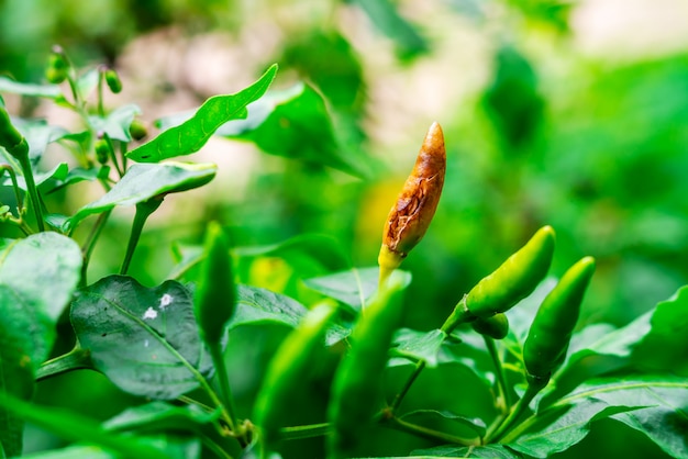 Pepper on the tree that is slowly dying