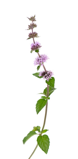 Peppermint flowers isolated on white background mint branch herbal medicine