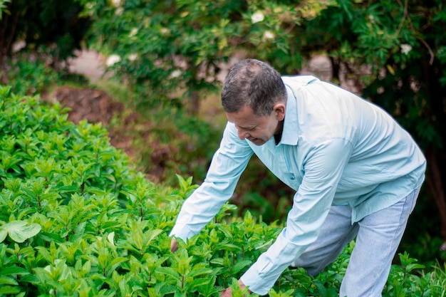 peppermint harvest process male farmer harvesting peppermint with Weeding Sickle tool