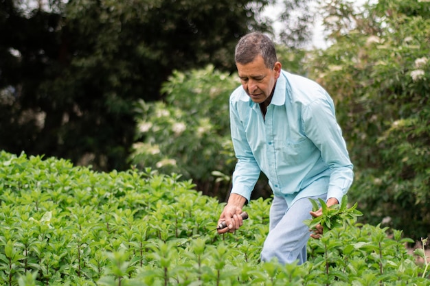 peppermint harvest process male farmer harvesting peppermint with Weeding Sickle tool