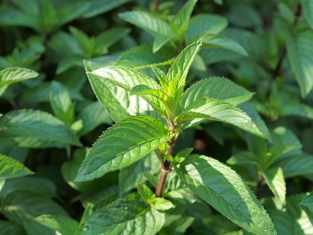 Peppermint plant (Mentha piperita)