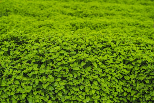 Peppermint plantation organic for background, Fresh mint growing at vegetables planting area