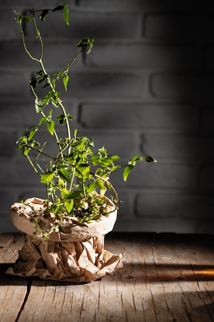 Peppermint pot packed in craft paper on an old wooden table in the evening hard light