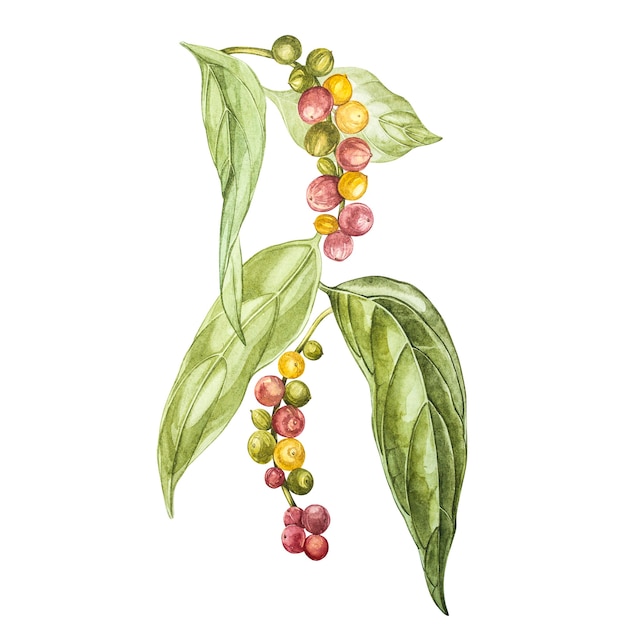 Peppers black hand drawn watercolor illustration. Botanical drawing made by hand with watercolor pencils.