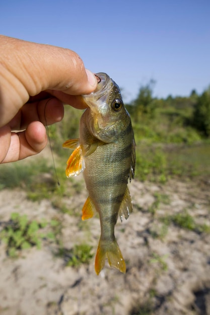 A perch fish with a silicone bait in its mouth