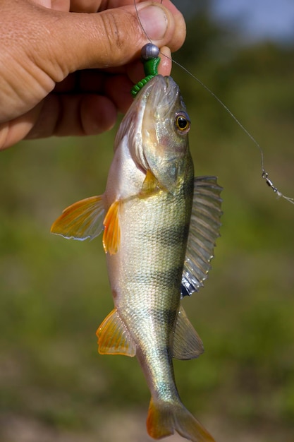 A perch fish with a silicone bait in its mouth