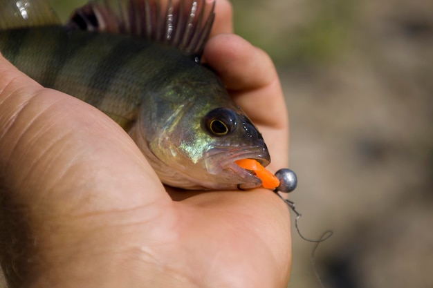 A perch fish with a silicone bait in its mouth