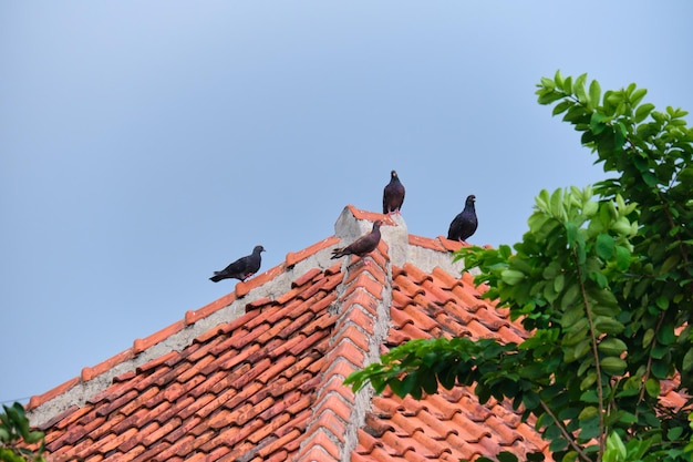 Perched Dove on the Houses Tile Roof