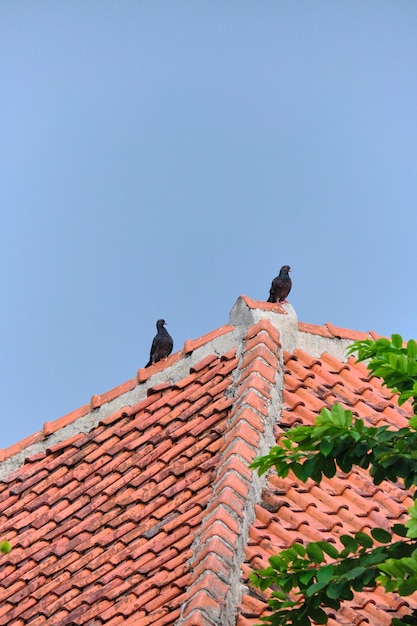 Perched Dove on the Houses Tile Roof