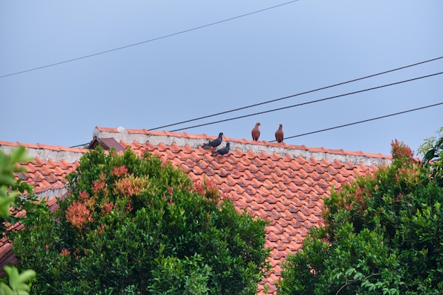 Perched Dove on the Houses Tile Roof