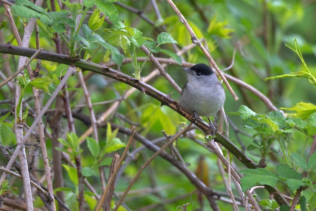 Perching male eurasian blackcap or sylvia atricapilla