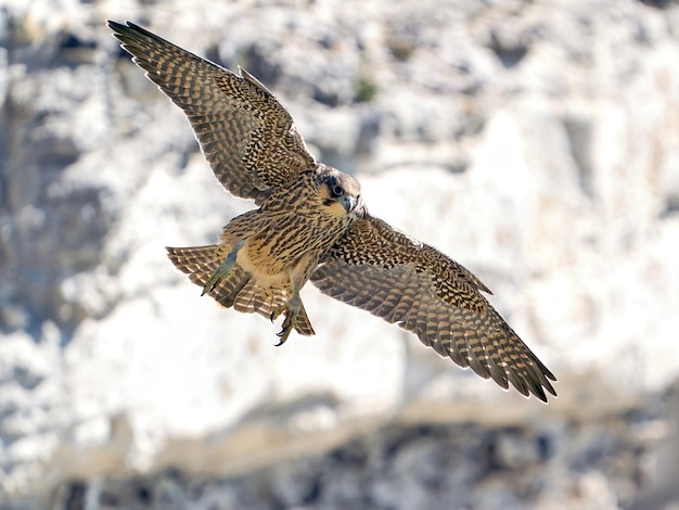 Peregrine falcon Falco peregrinus Juvenile