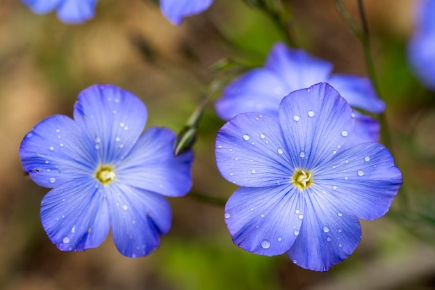 Perennial flax Linum narbonense