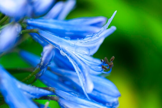 Perennial herb bluebell bloom blueviolet flowers