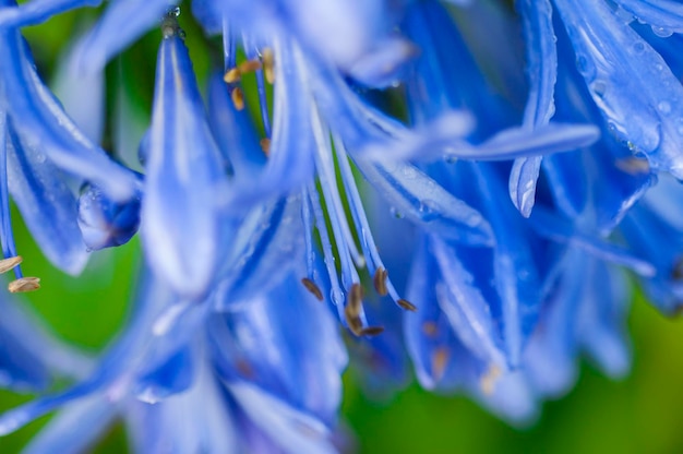 Perennial herb bluebell bloom blueviolet flowers