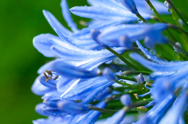 Perennial herb bluebell bloom blueviolet flowers