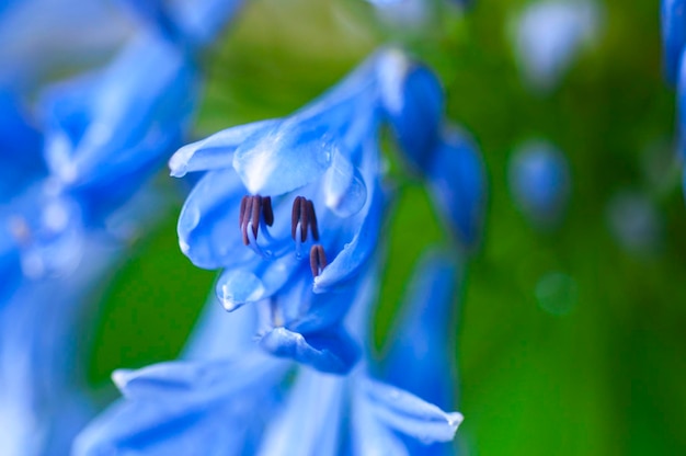 Perennial herb bluebell bloom blueviolet flowers