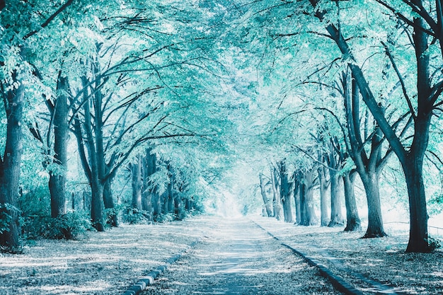 Perfect alley in the park between tall trees. Image toned in blue color. Winter landscape. Beautiful nature background