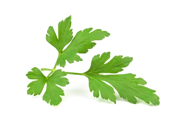 Perfect branch of a fresh parsley isolated o w ahite background in closeup