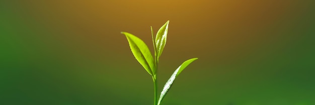 Perfect fresh tea bud and leaves on tea plantations