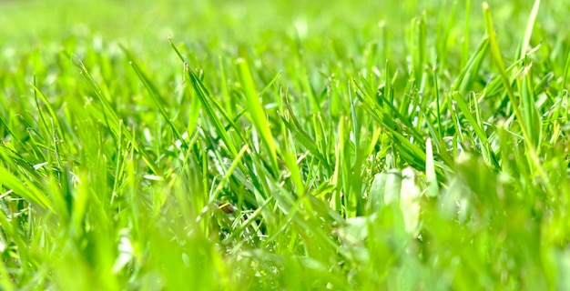 Perfect green background by the fresh grass