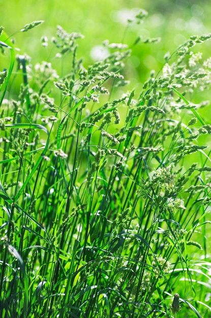 Perfect green background by the fresh grass