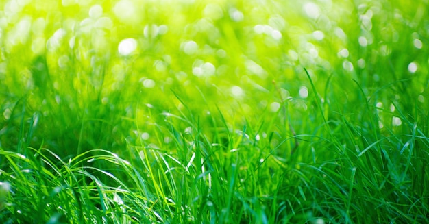 Perfect green background by the fresh grass