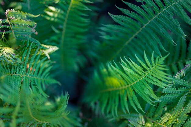 Perfect natural green fern leaves pattern wallpaper. Dark moody nature feel. Top view. Copy space.