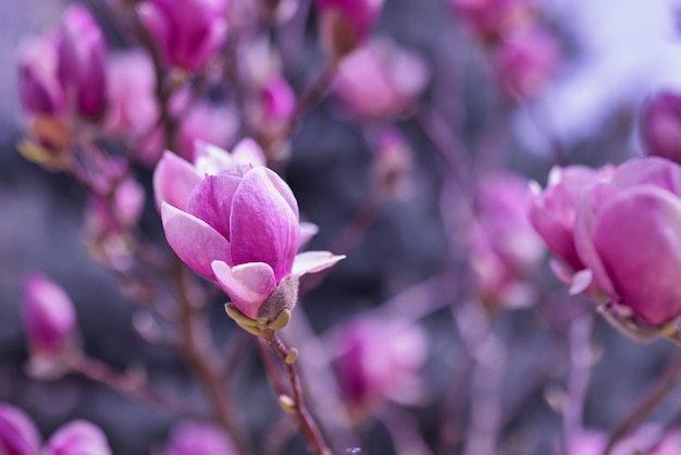 Perfect nature background for spring or summer background. Pink magnolia flowers and soft blue cold