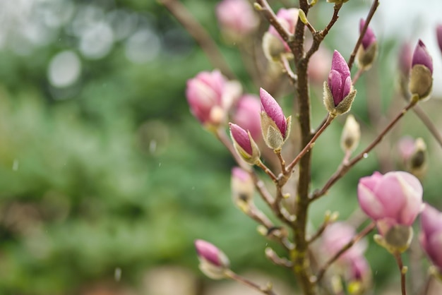 Perfect nature background for spring or summer background. Pink magnolia flowers soft green cold