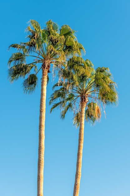 Perfect palm trees against a beautiful blue sky