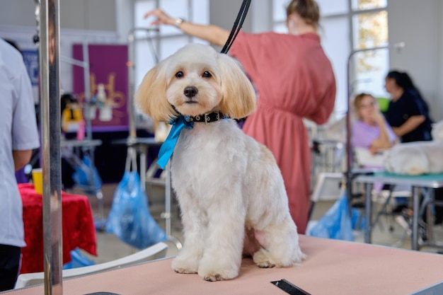 Perfectly groomed Maltese lapdog with a new hairstyle