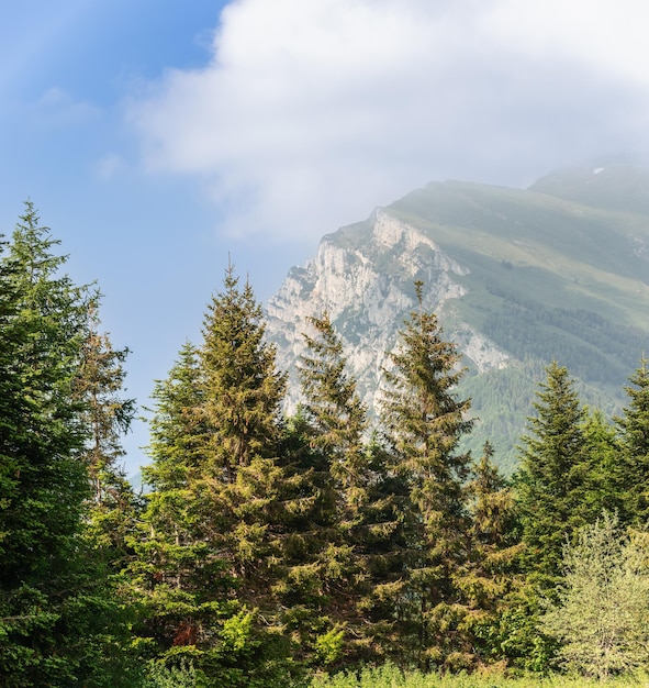 Perfectly slender spruce trees against the backdrop of steep cliffs of Monte Baldo