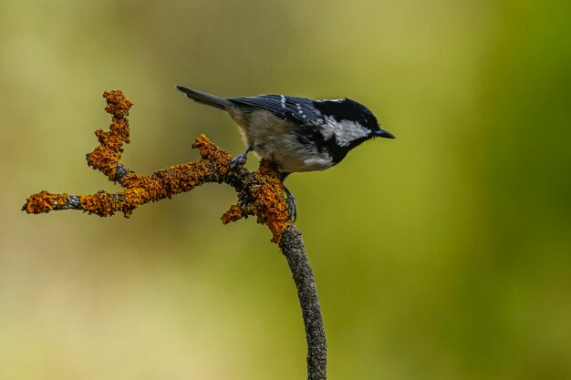 Periparus ater or titmouse is a species of passerine bird in the paridae family