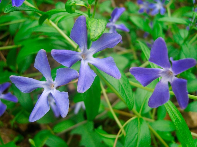 Periwinkle flower in green foliage photo