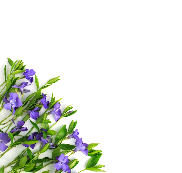 Periwinkle and green leaves on white background. Flat lay,