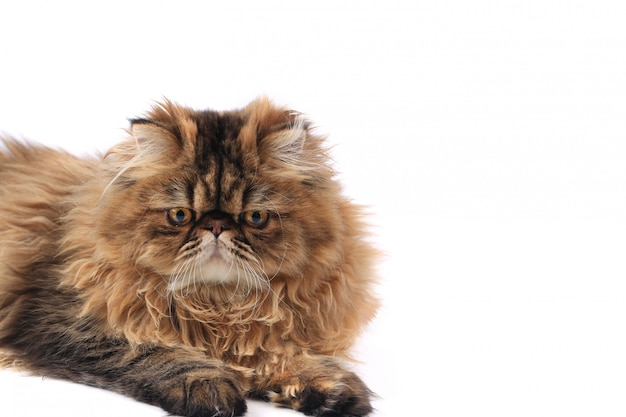 Persian cat isolated on white background