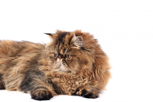 Persian cat isolated on white background