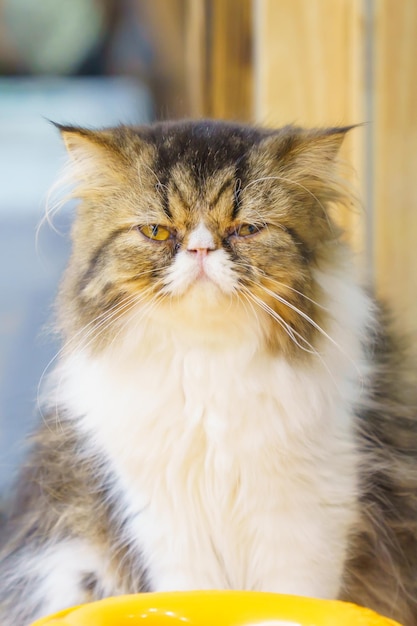 Persian cat looking at camera close up with blurred background