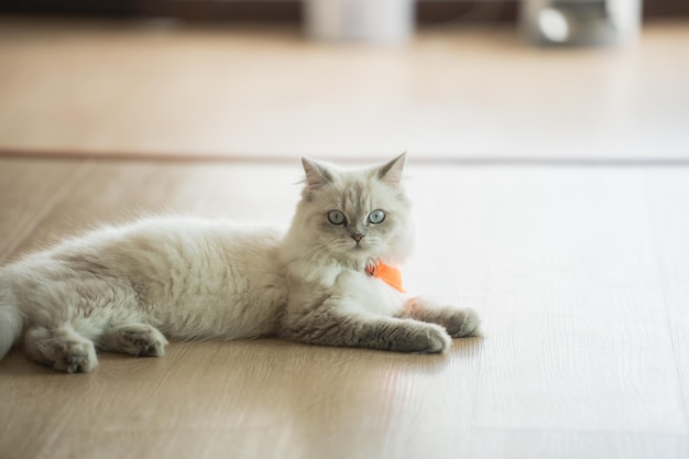 Persian cat looking at the camera and lying on the floor at home mixed breed cat is a cross between breeds or a purebred cat and a domestic cat Animal cats concept