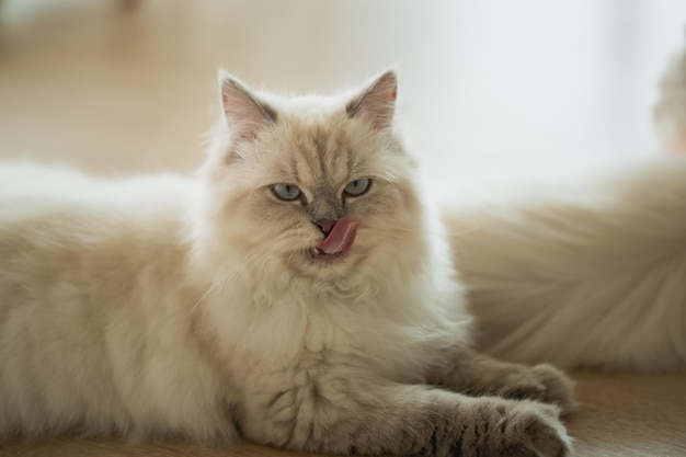 Persian cat looking at the camera and lying on the floor at home mixed breed cat is a cross between breeds or a purebred cat and a domestic cat Animal cats concept