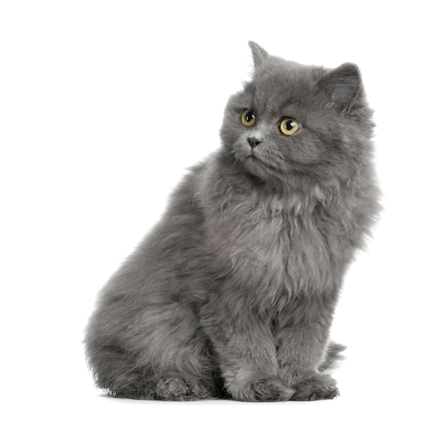 Persian cat portrait isolated