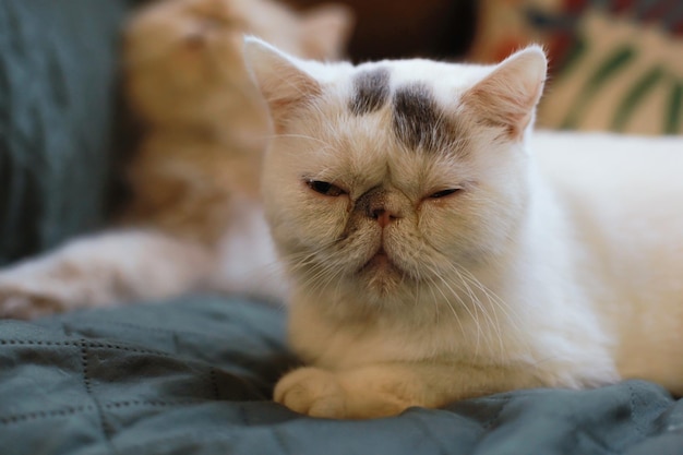 A Persian cat sitting while sleeping on a sofa with blurry background This is the Exotic cat breed