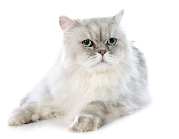 persian cat