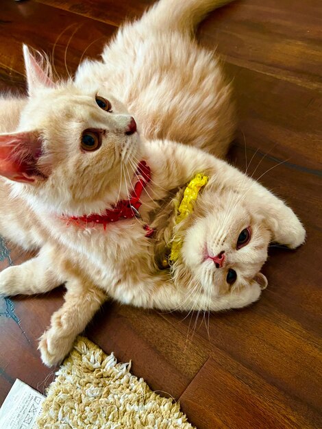 Photo persian kittens playing